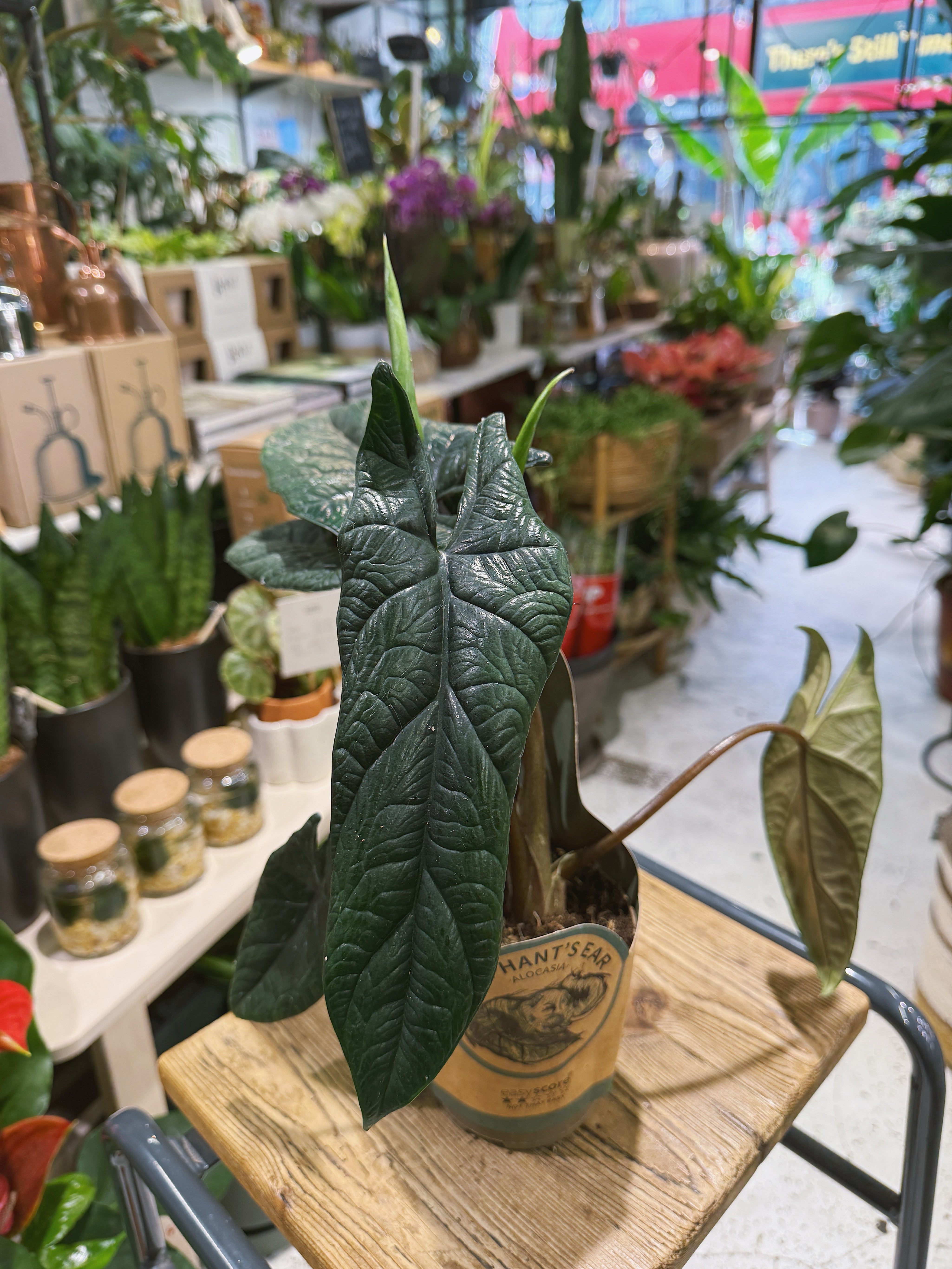 Samar Lance | Alocasia scalprum, sculptural embossed lance shaped leaves
