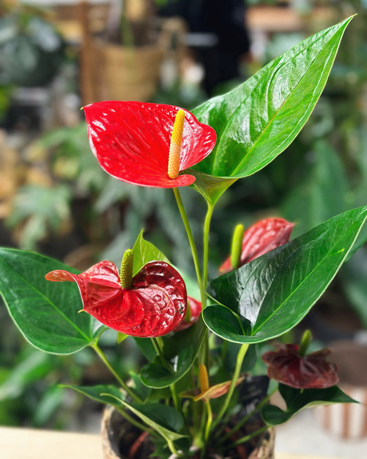 Anthurium andreanum | Success Red