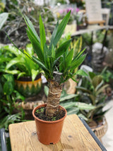 Yucca