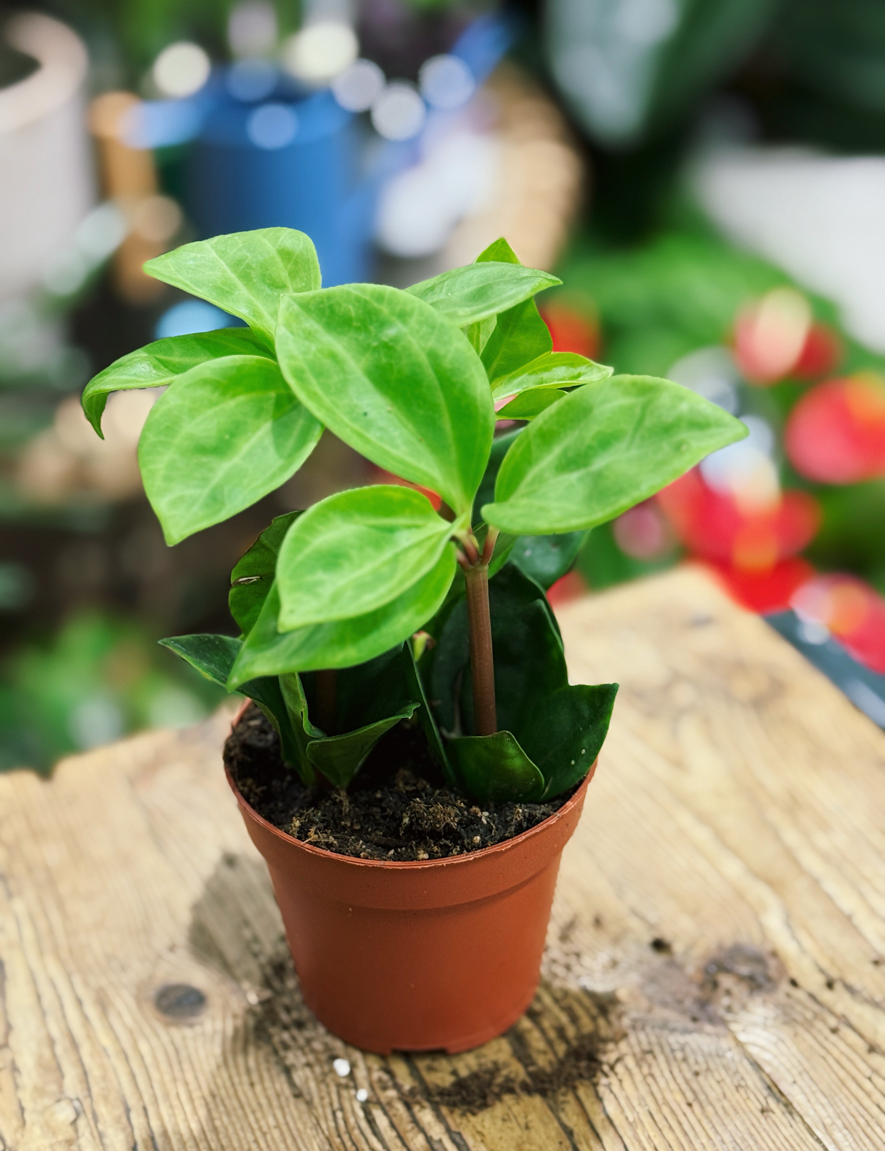 Pet-Friendly Houseplants