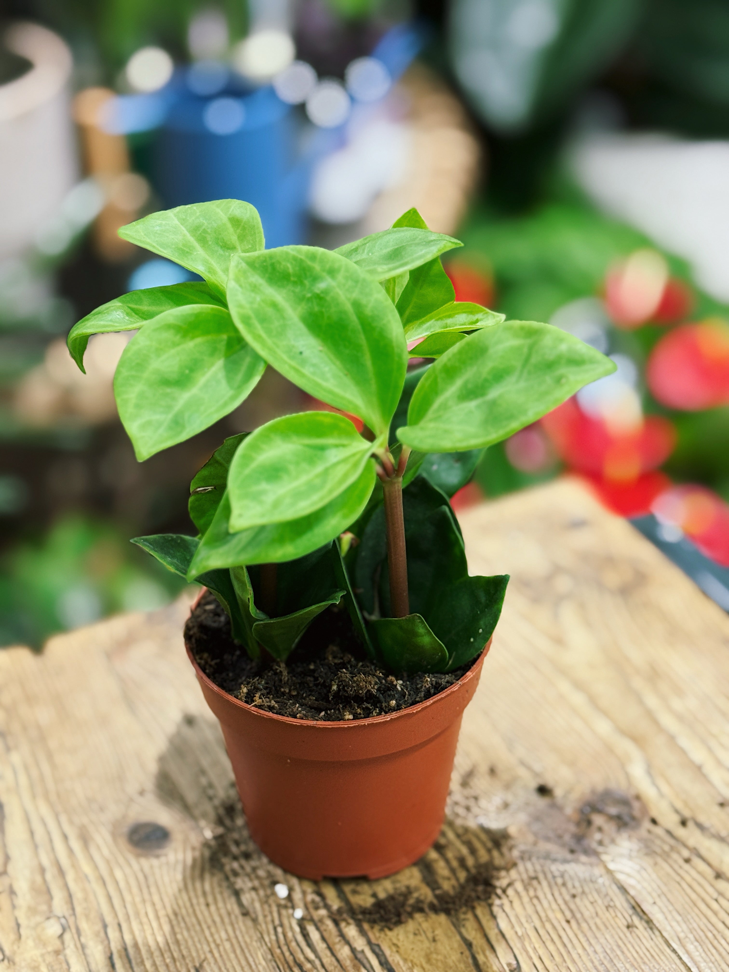 Peperomia pereskiifolia
