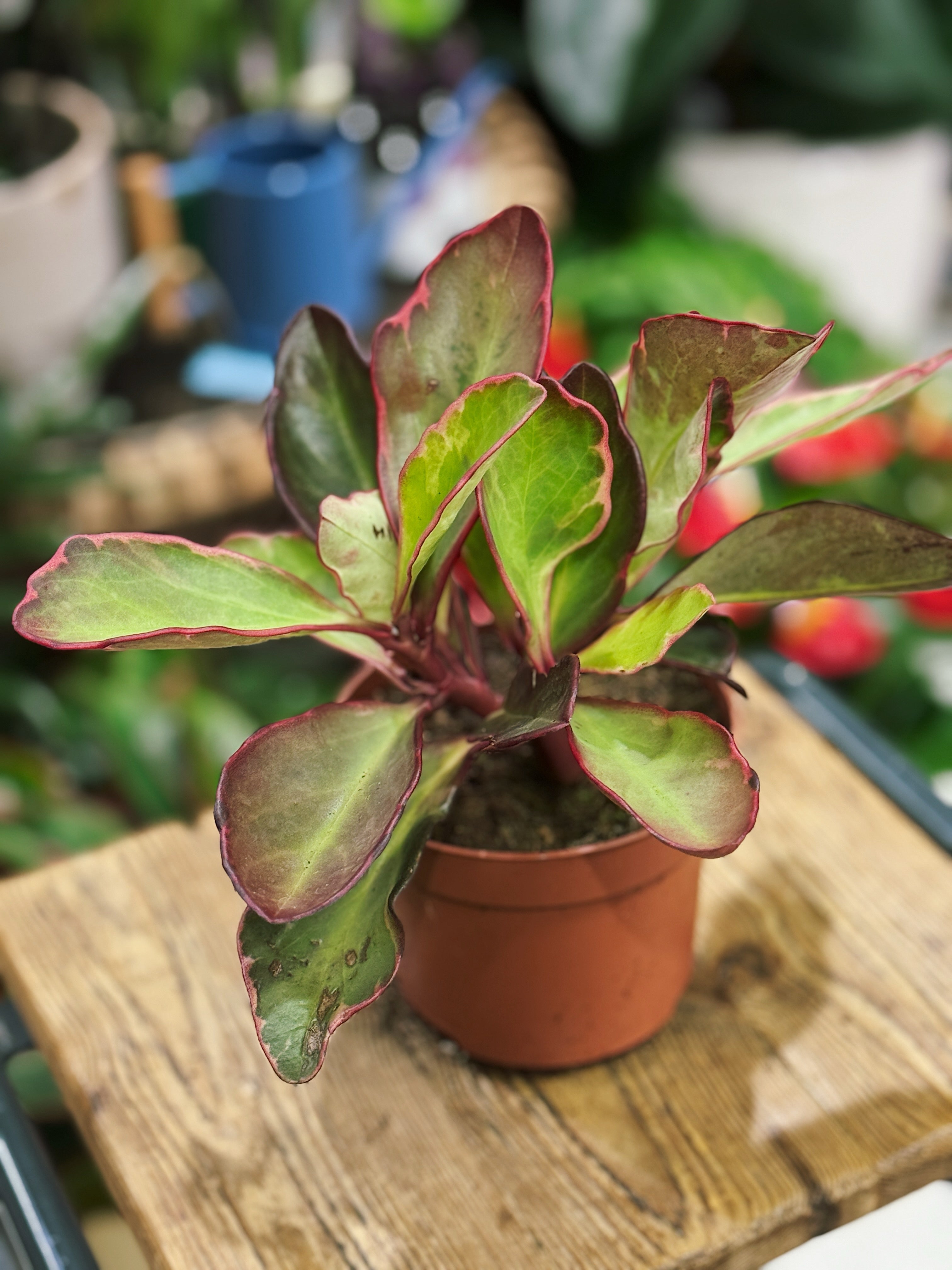 Peperomia clusiifolia 'Jellie'