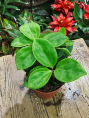 Peperomia pereskiifolia