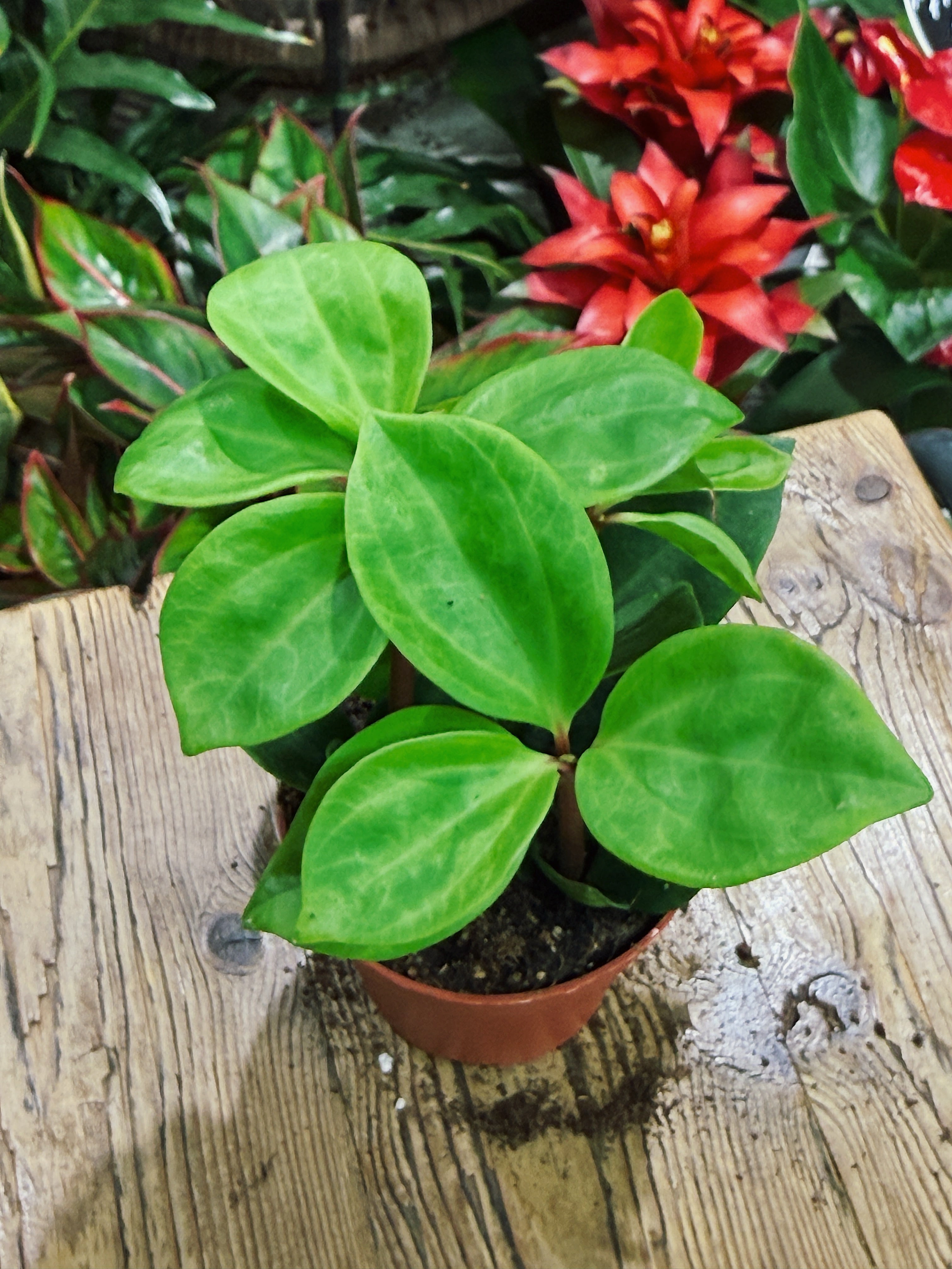 Peperomia pereskiifolia