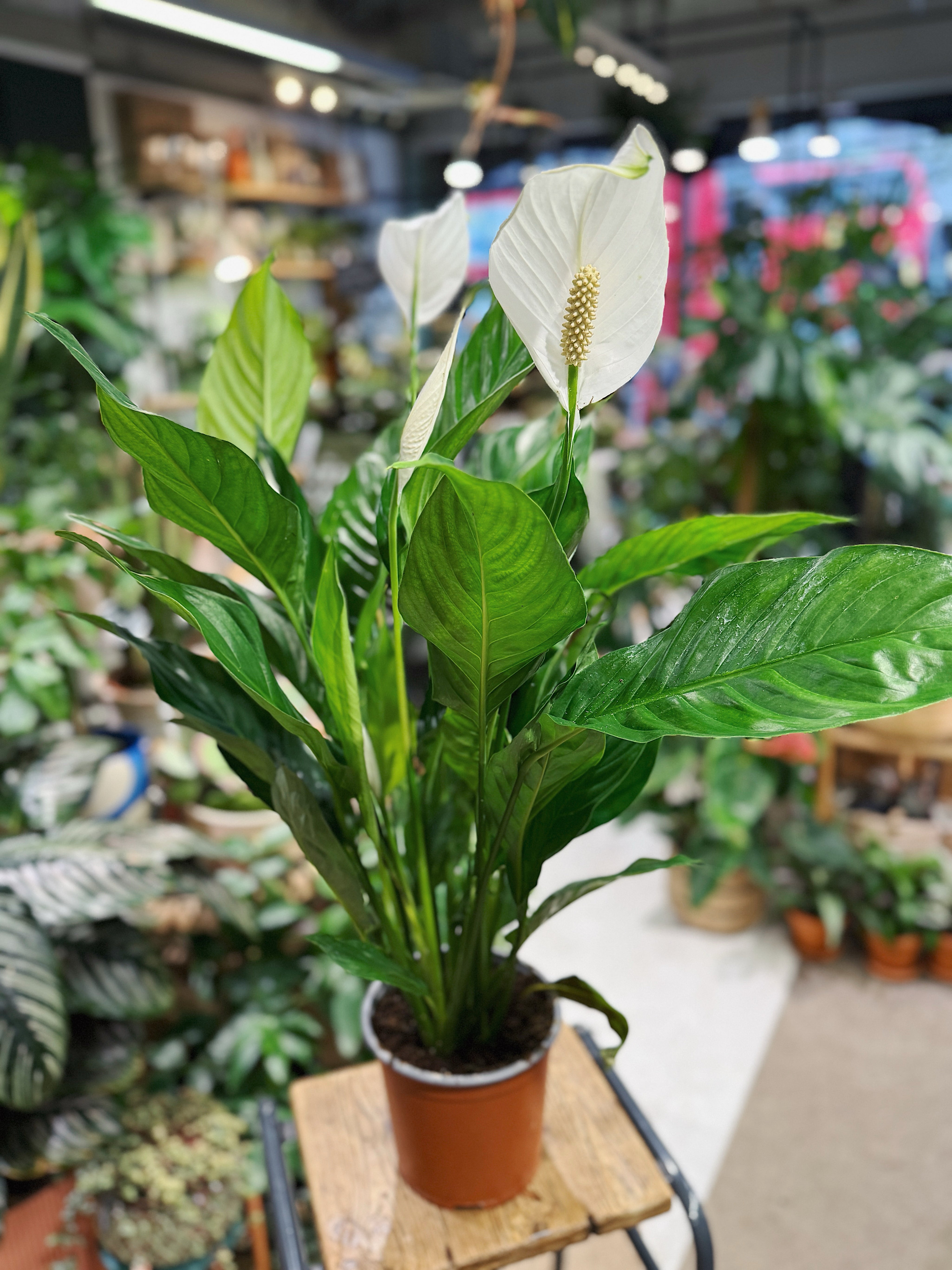 Peace Lily | Spathiphyllum Bingo Cupido