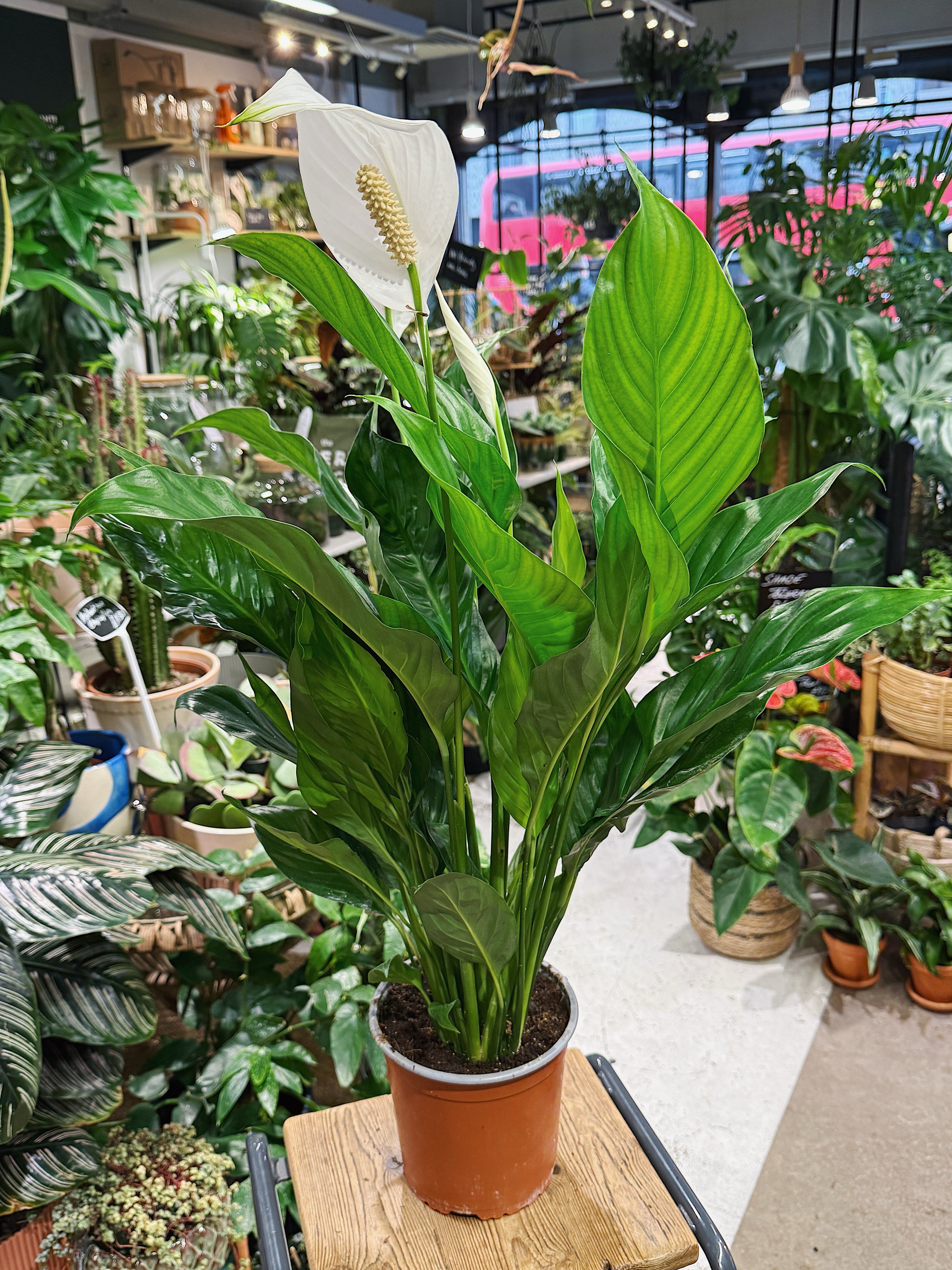 Peace Lily | Spathiphyllum Bingo Cupido