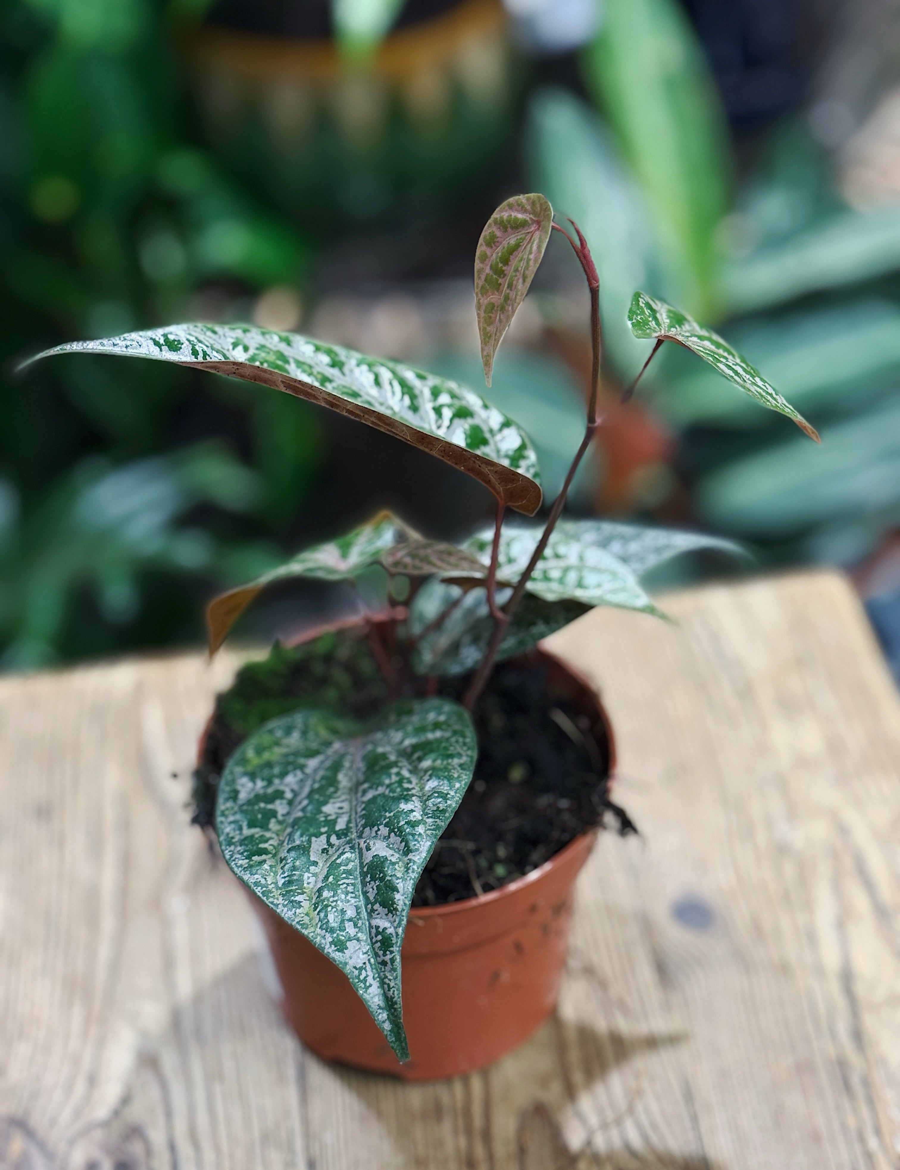 Rare or Unusual Plants