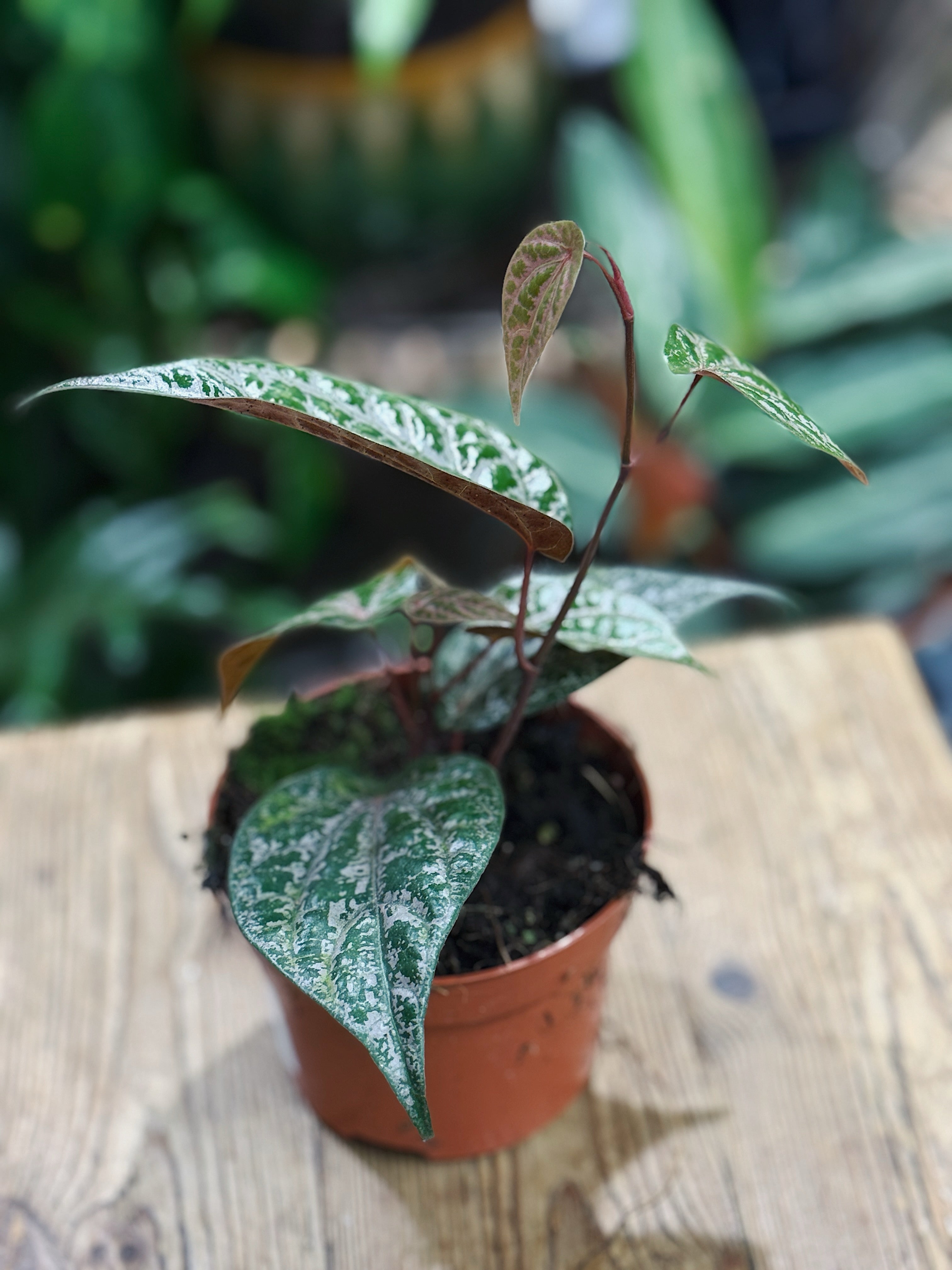 Pink Piper | Piper Ornatum