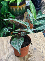 Pink Piper | Piper Ornatum