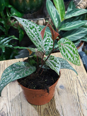 Pink Piper | Piper Ornatum