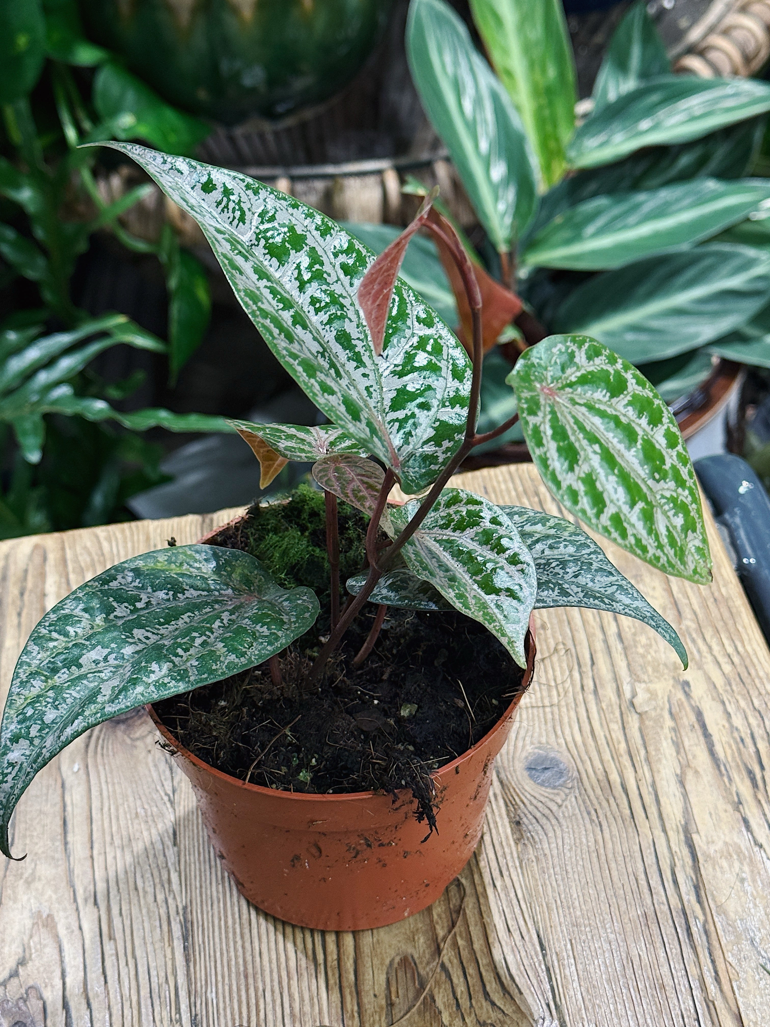 Pink Piper | Piper Ornatum