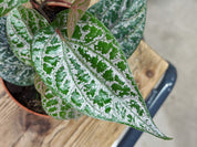 Pink Piper | Piper Ornatum