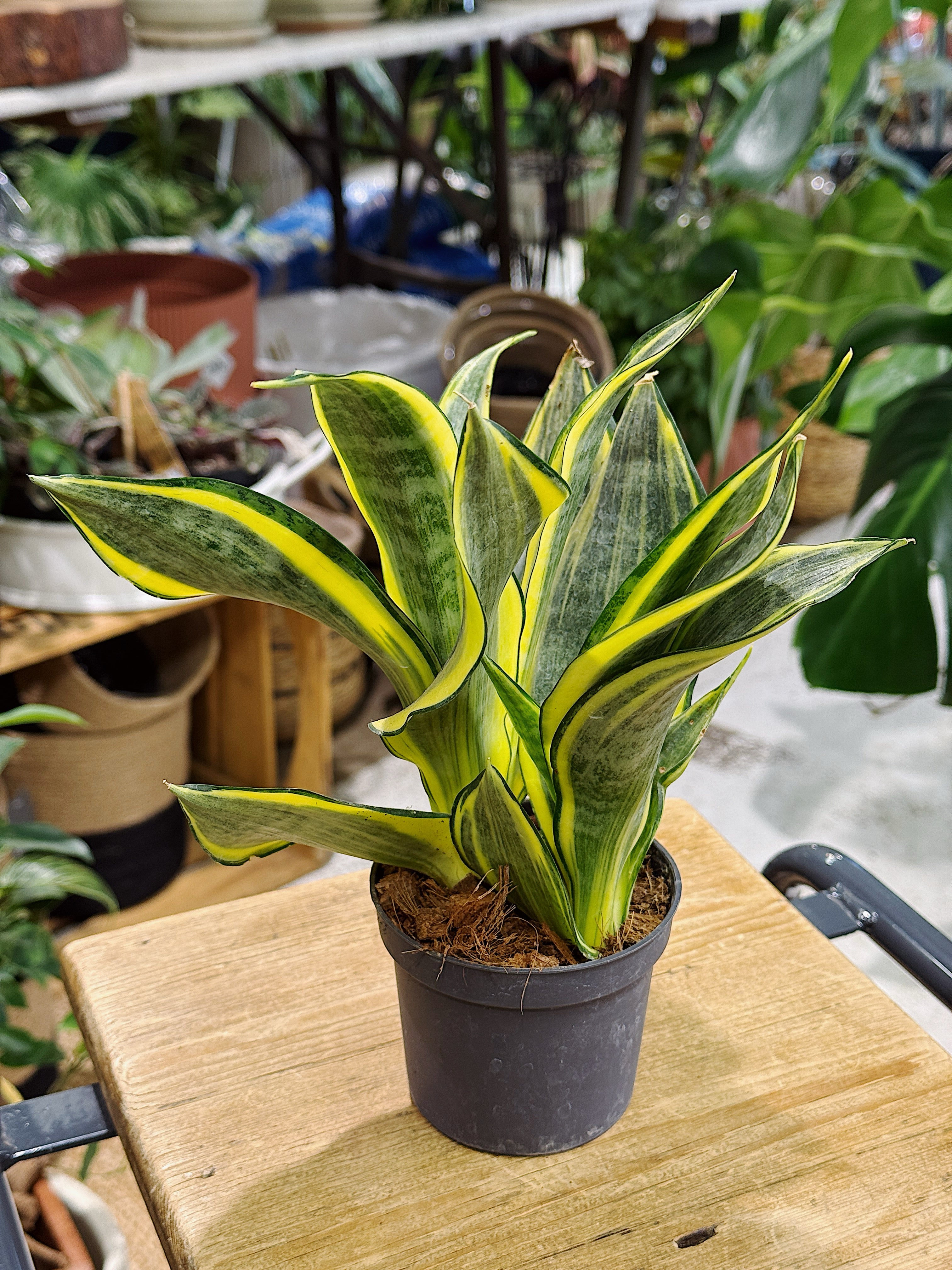 Snake Plant | Sansevieria trif. Hi Colour