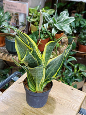 Snake Plant | Sansevieria trif. Hi Colour