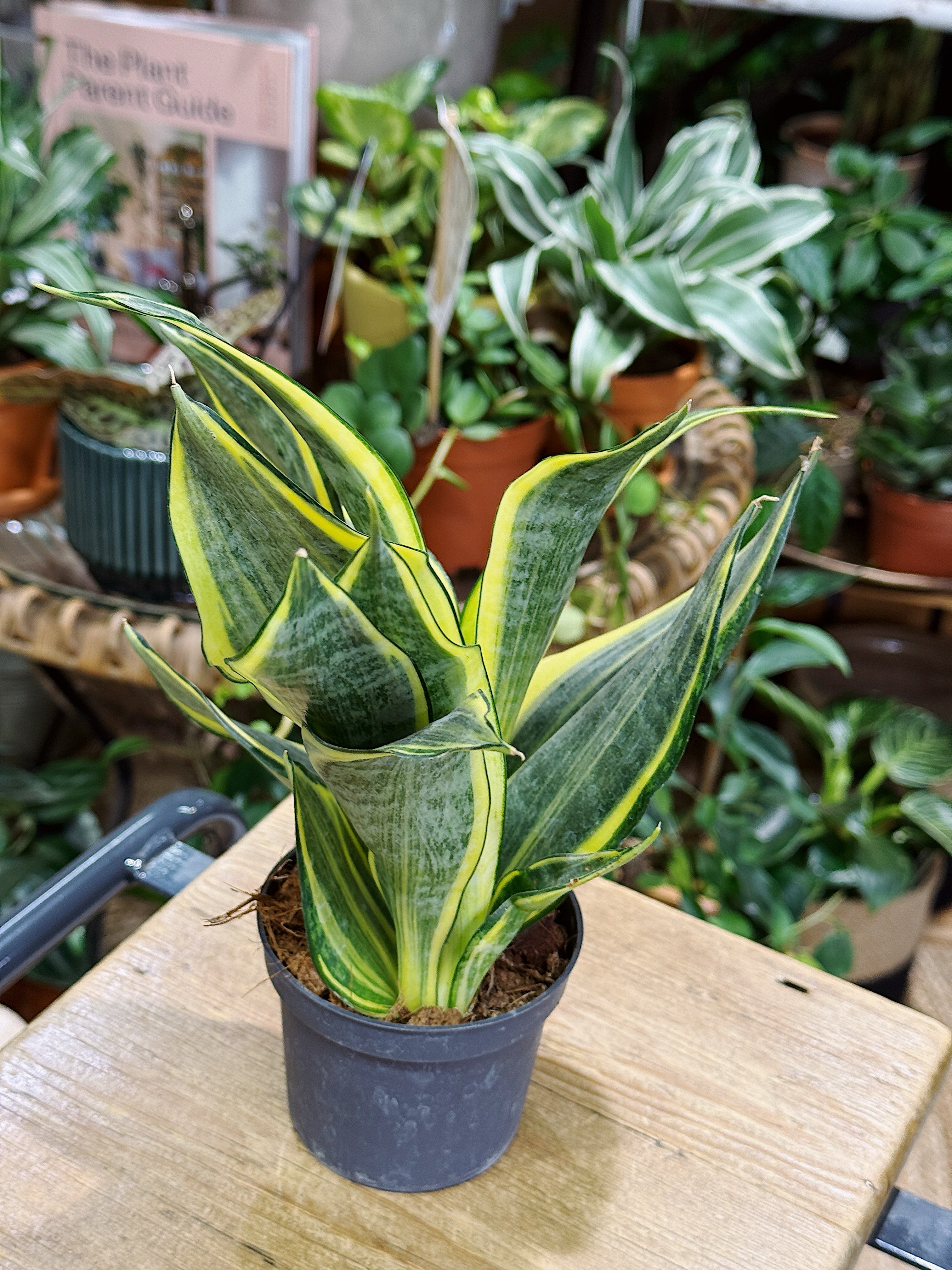 Snake Plant | Sansevieria trif. Hi Colour