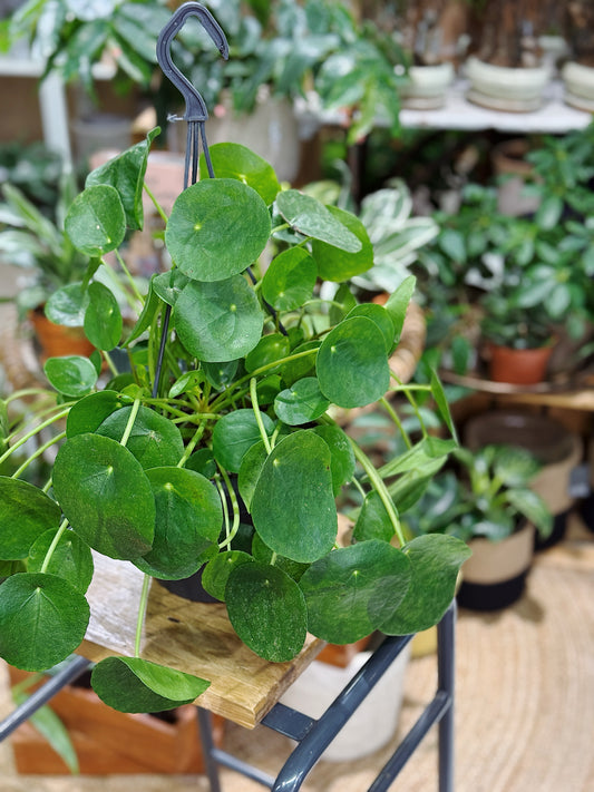 Pilea Peperomioides | Chinese Money Plant L