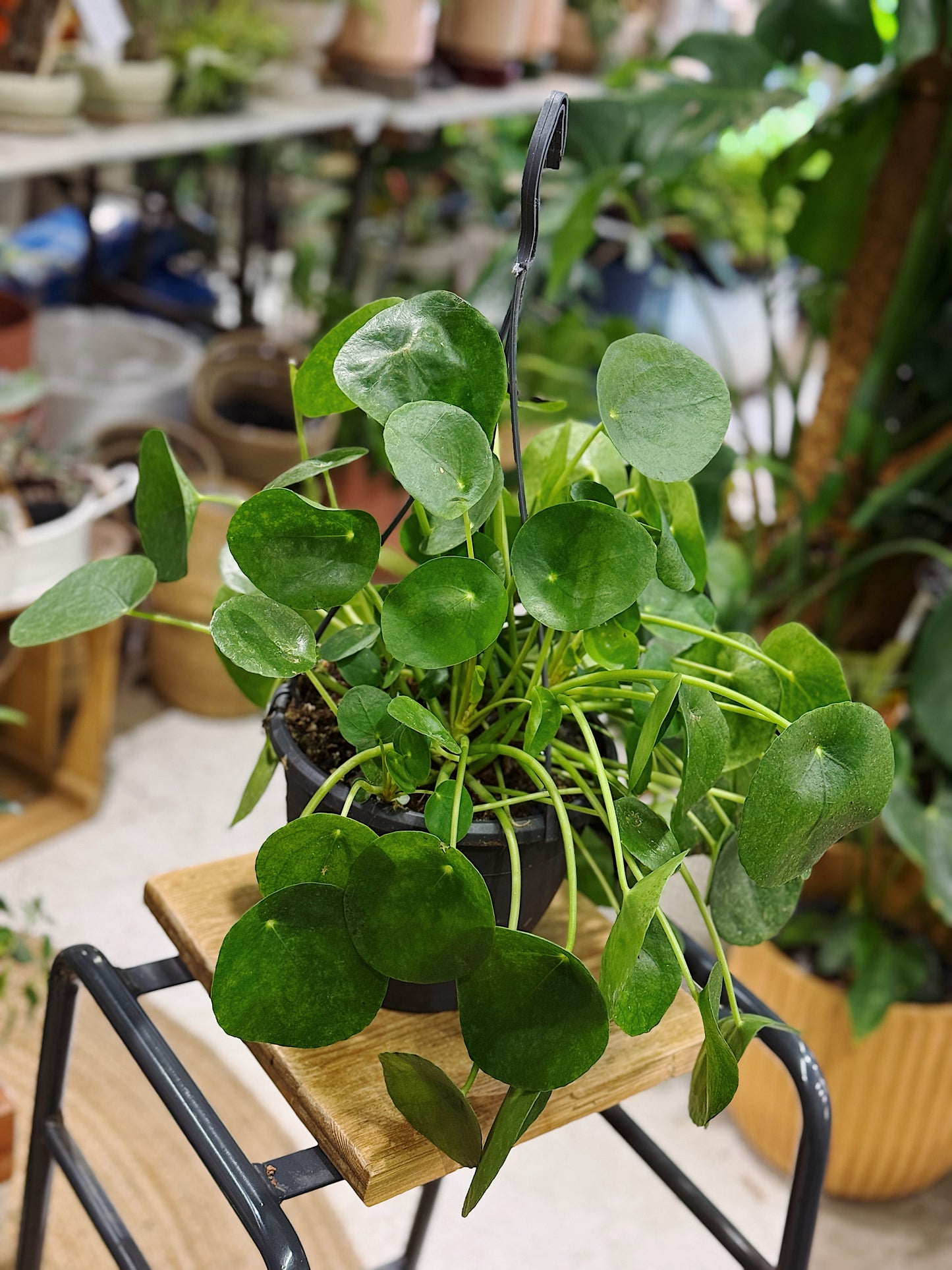 Pilea Peperomioides | Chinese Money Plant L