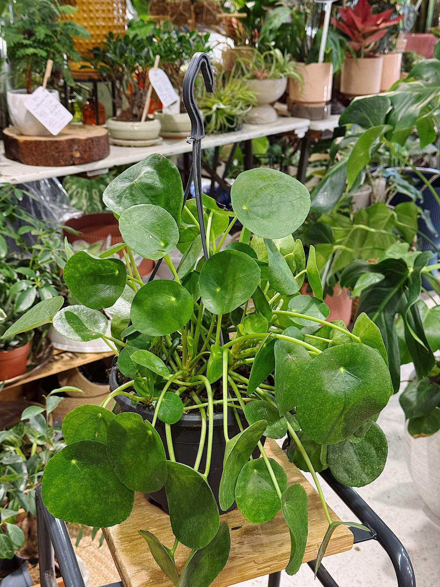Pilea Peperomioides | Chinese Money Plant L