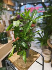 Gold Dust Dracaena Dracaena surculosa with glossy gold speckled leaves in a 12cm pot