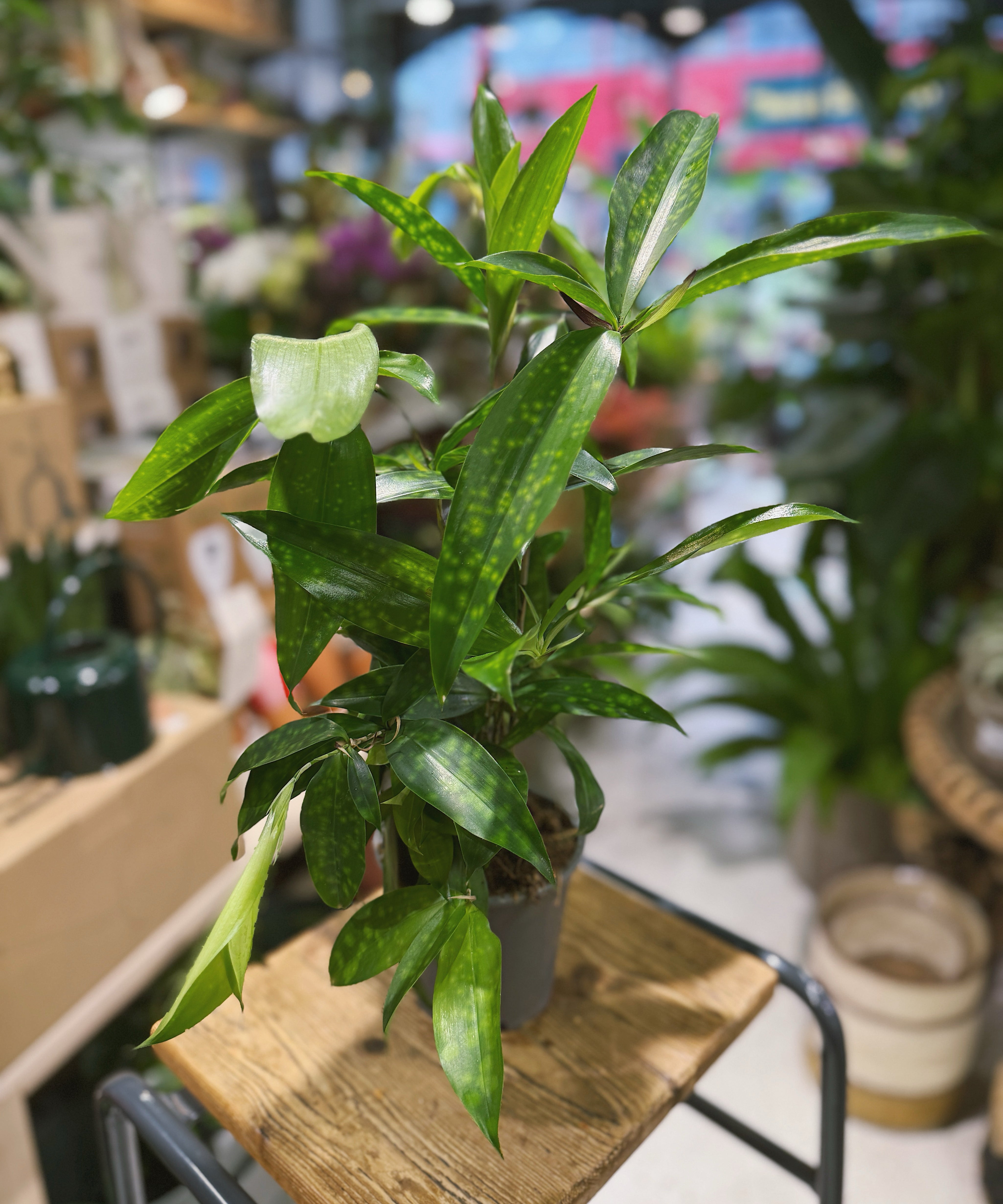Gold Dust Dracaena Dracaena surculosa with glossy gold speckled leaves in a 12cm pot