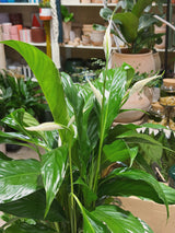 Peace Lily | Spathiphyllum 'Sweet Chico' | Air Purifying Houseplant