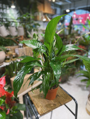 Peace Lily | Spathiphyllum 'Sweet Chico' | Air Purifying Houseplant