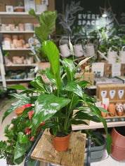 Peace Lily | Spathiphyllum 'Sweet Chico' | Air Purifying Houseplant