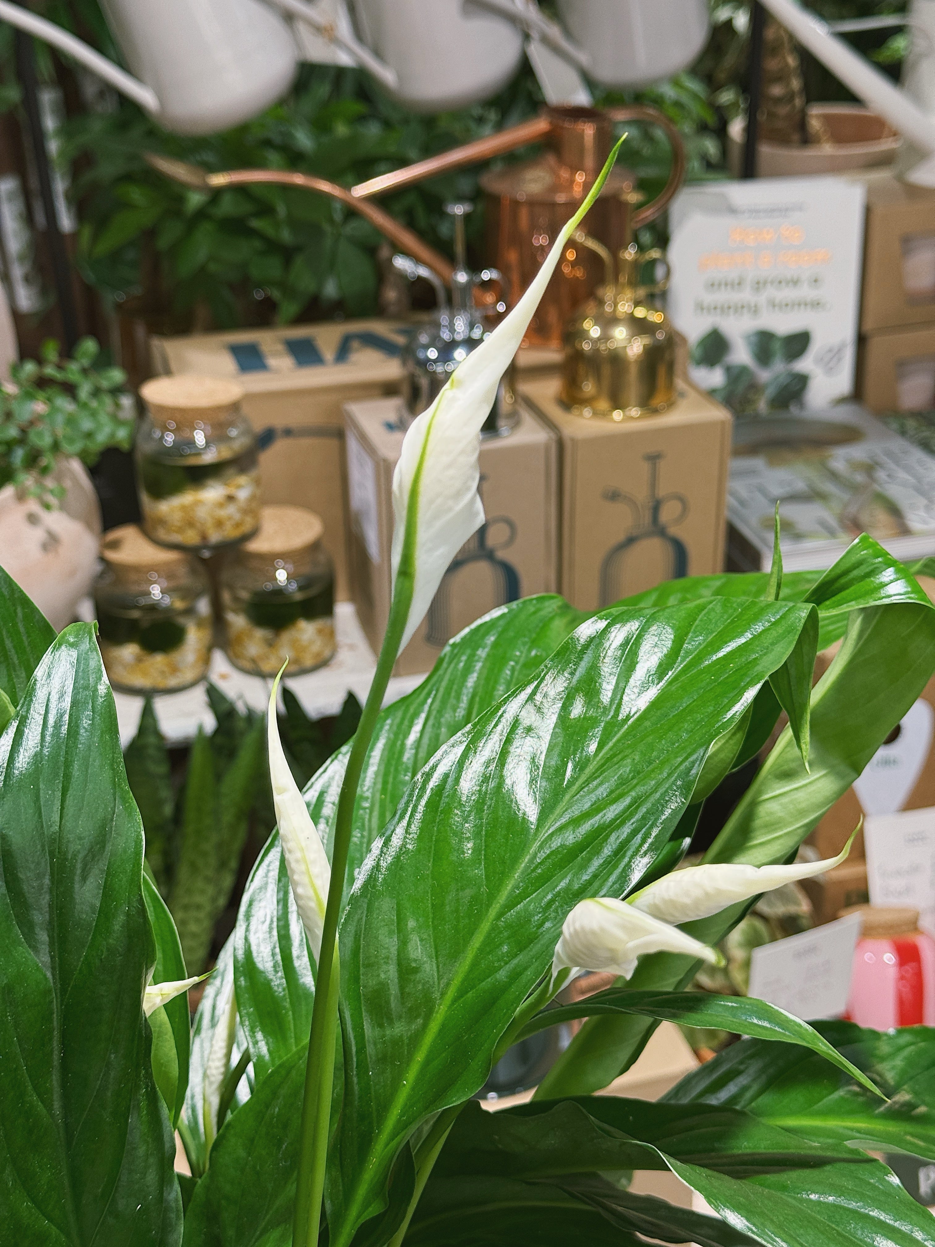 Peace Lily | Spathiphyllum 'Sweet Chico' | Air Purifying Houseplant