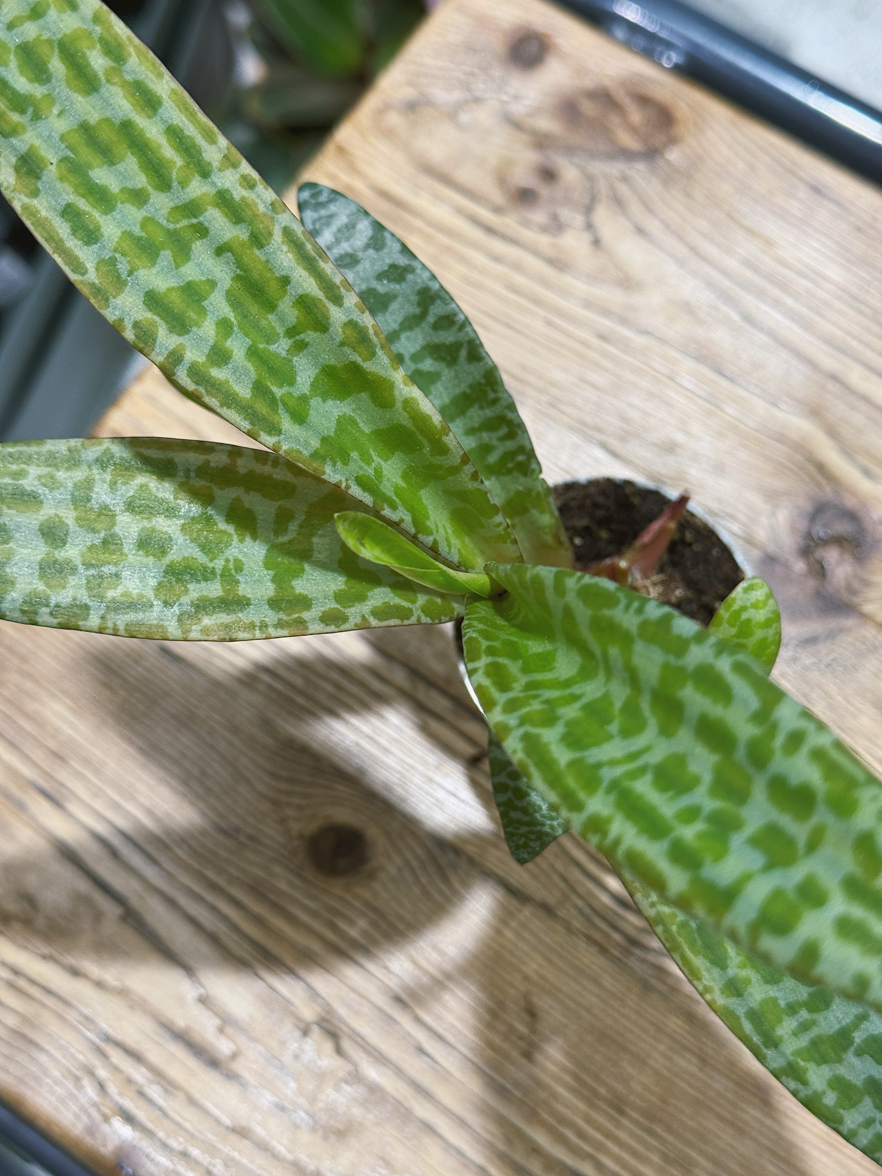 Silver Squill | Ledebouria socialis, spotted silver leaves and bulbs above the soil
