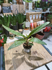 Silver Squill | Ledebouria socialis, spotted silver leaves and bulbs above the soil