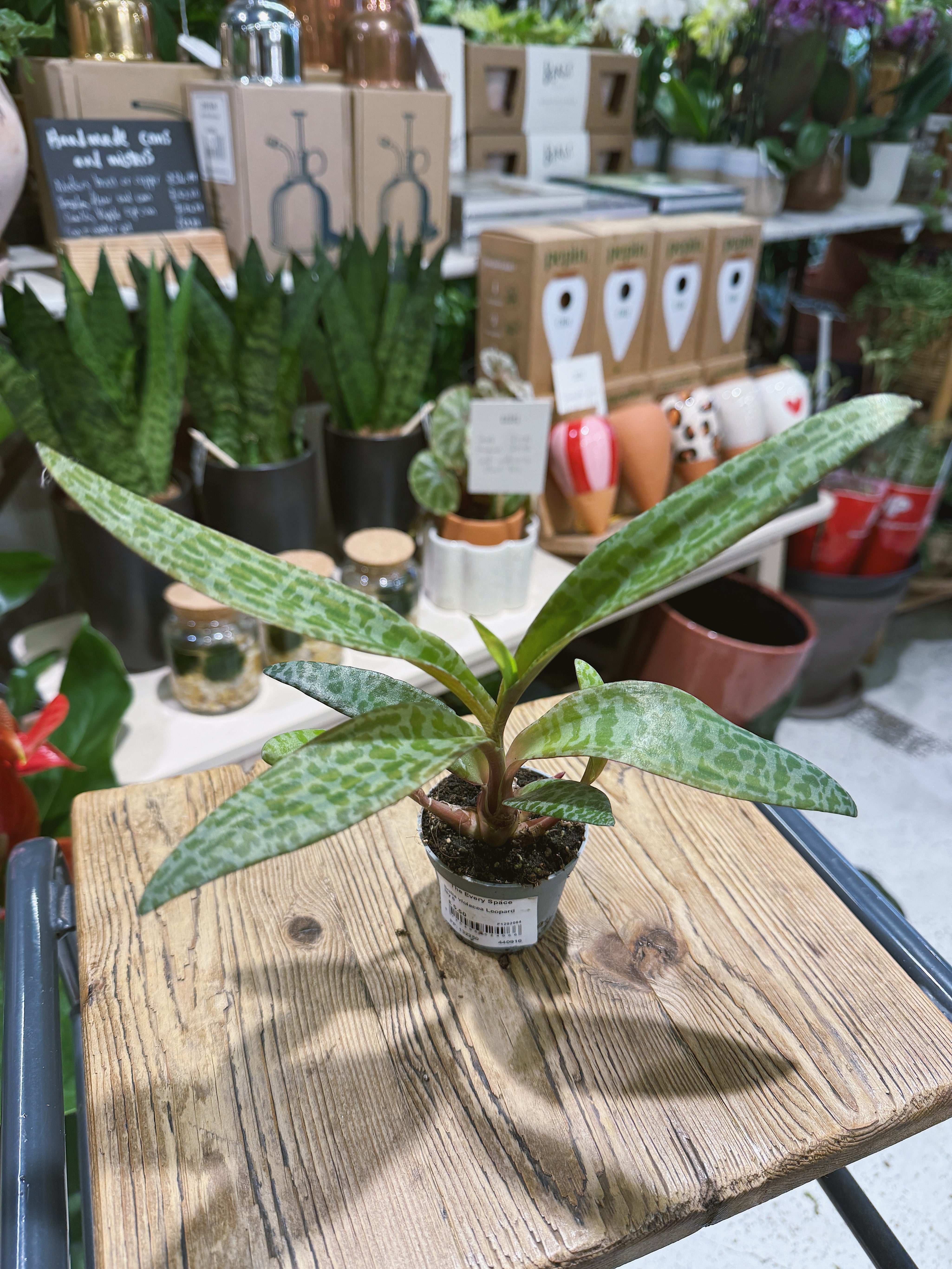 Silver Squill | Ledebouria socialis, spotted silver leaves and bulbs above the soil