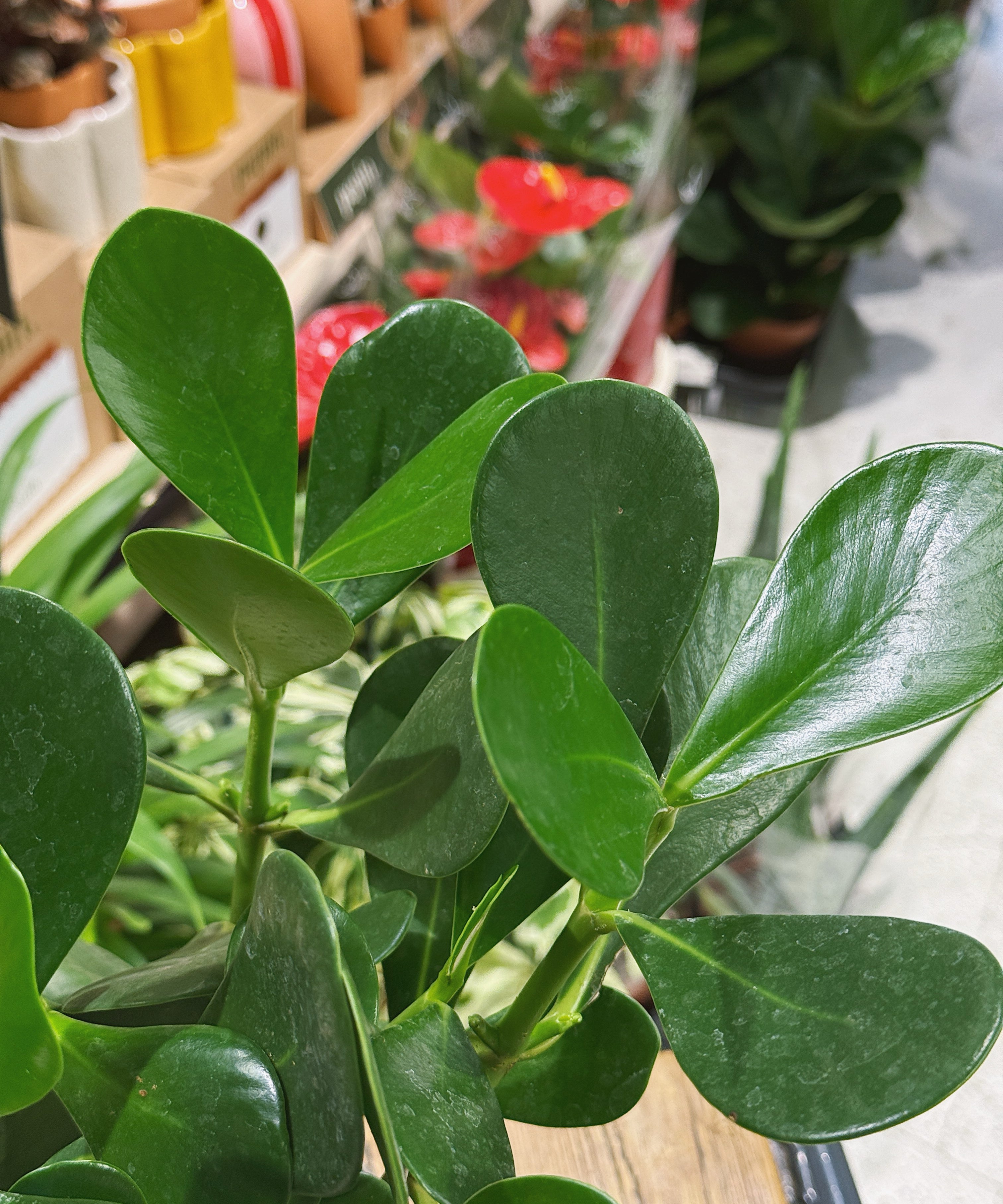 Close-up of a green leafy Clusia rosea plant with a blurred background of other plants and items.