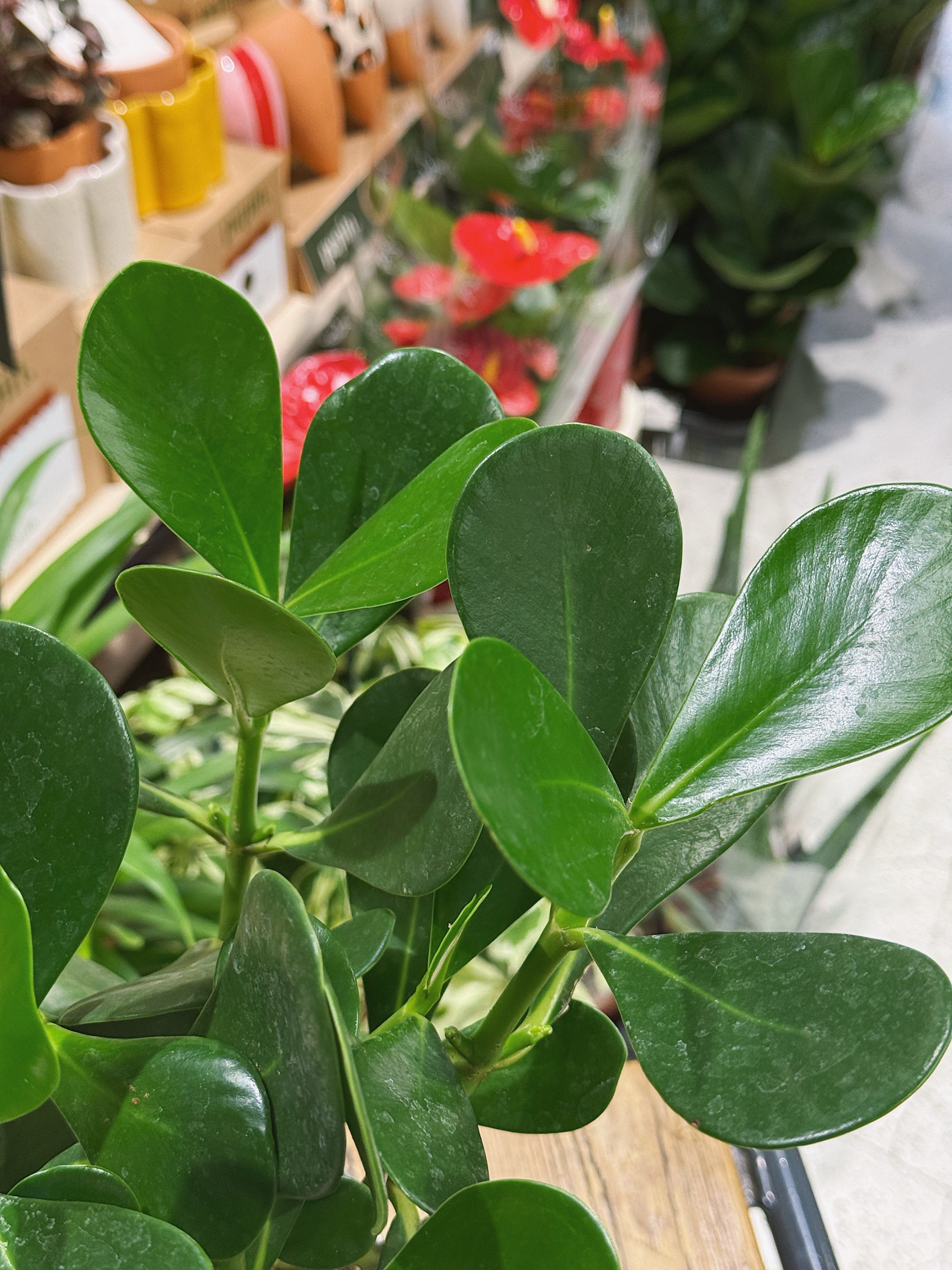 Close-up of a green leafy Clusia rosea plant with a blurred background of other plants and items.