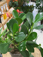 Potted plant Clusia rosea with green leaves in a store setting