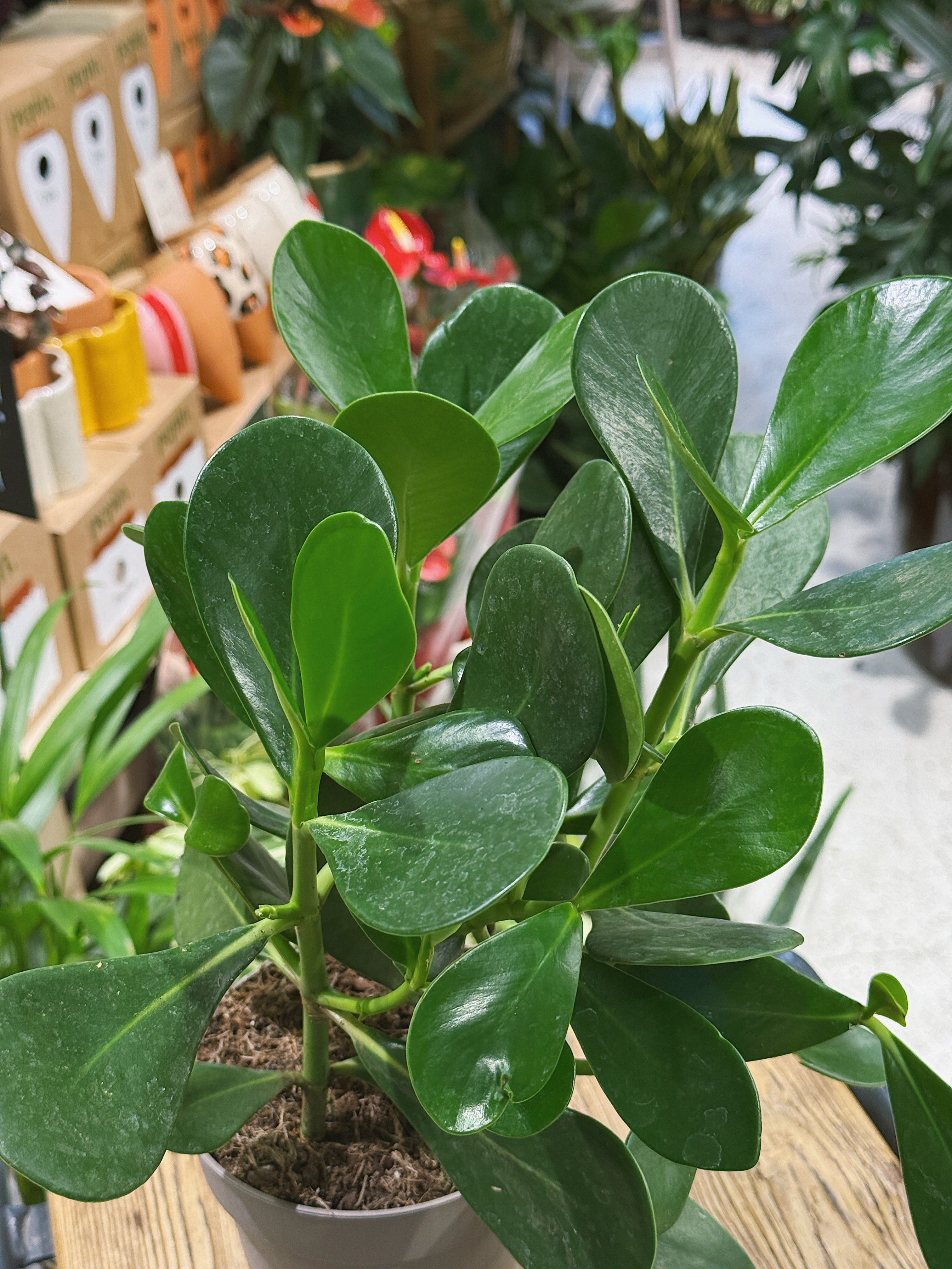 Potted plant Clusia rosea with green leaves in a store setting