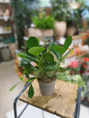 Potted Clusia rosea plant on a wooden table with a blurred indoor setting