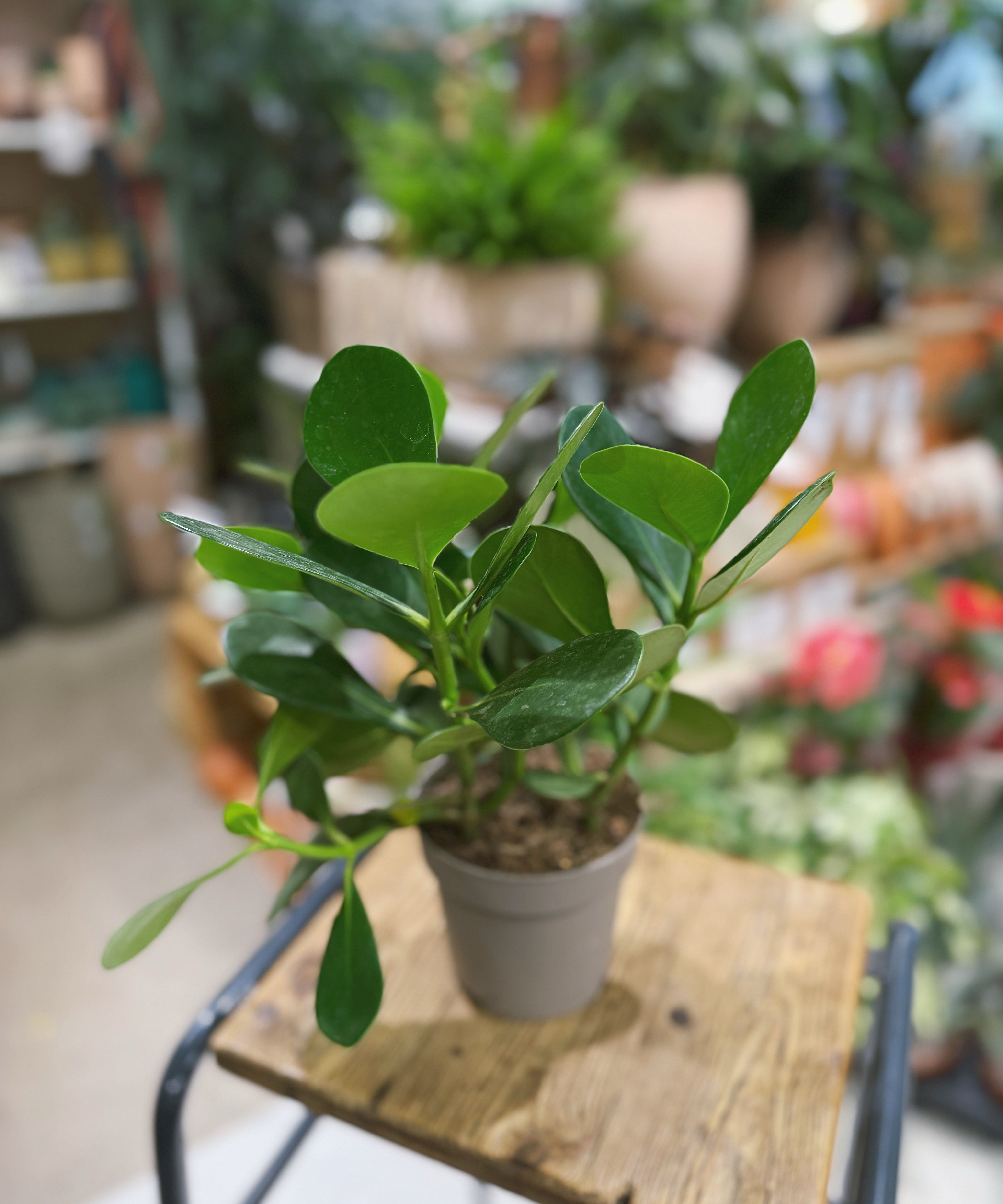 Potted Clusia rosea plant or autograph tree. on a wooden table with a blurred indoor setting