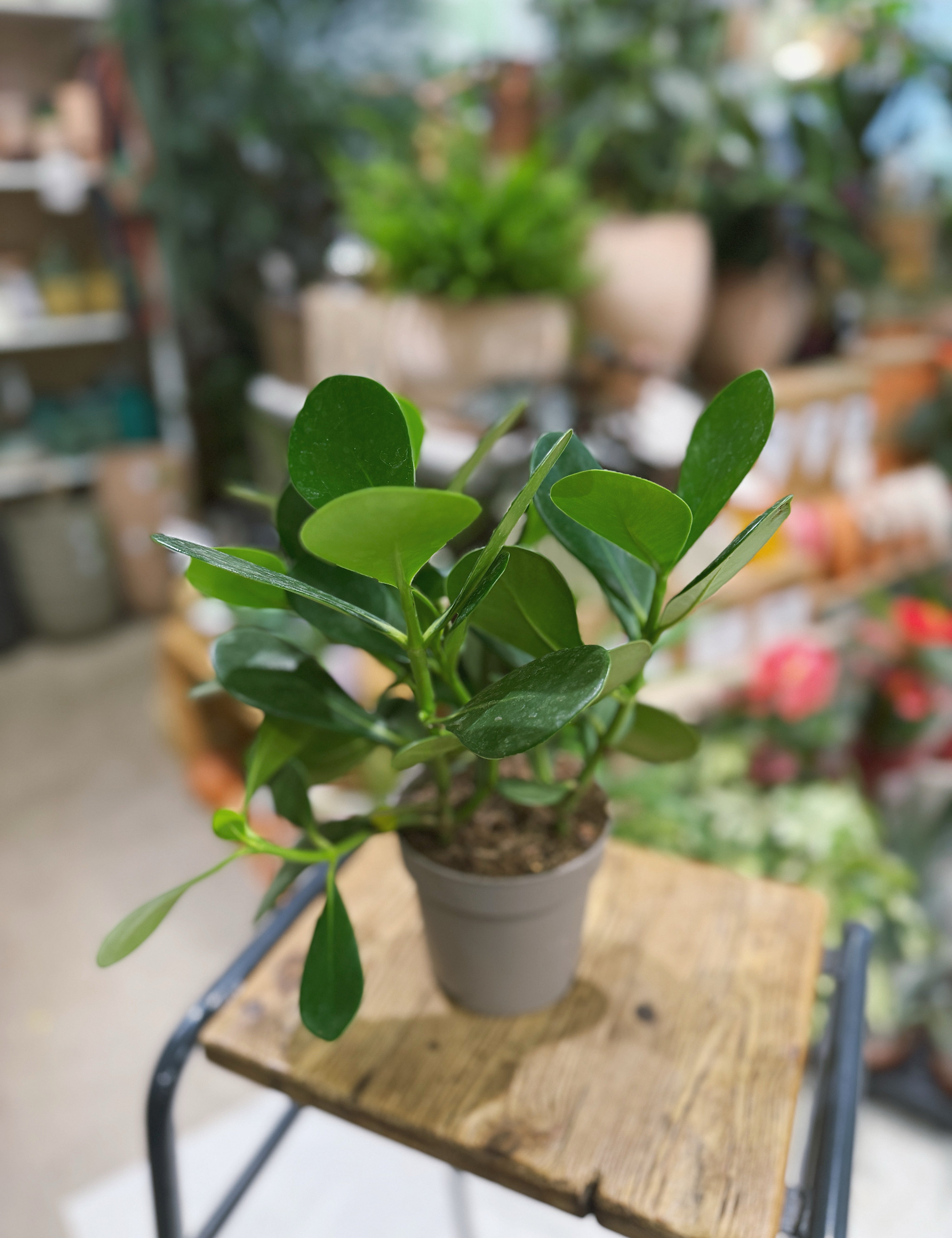 Potted Clusia rosea plant or autograph tree. on a wooden table with a blurred indoor setting