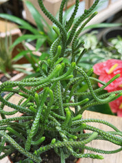 Green crassula muscosa plant in a pot on a wooden surface with blurred background