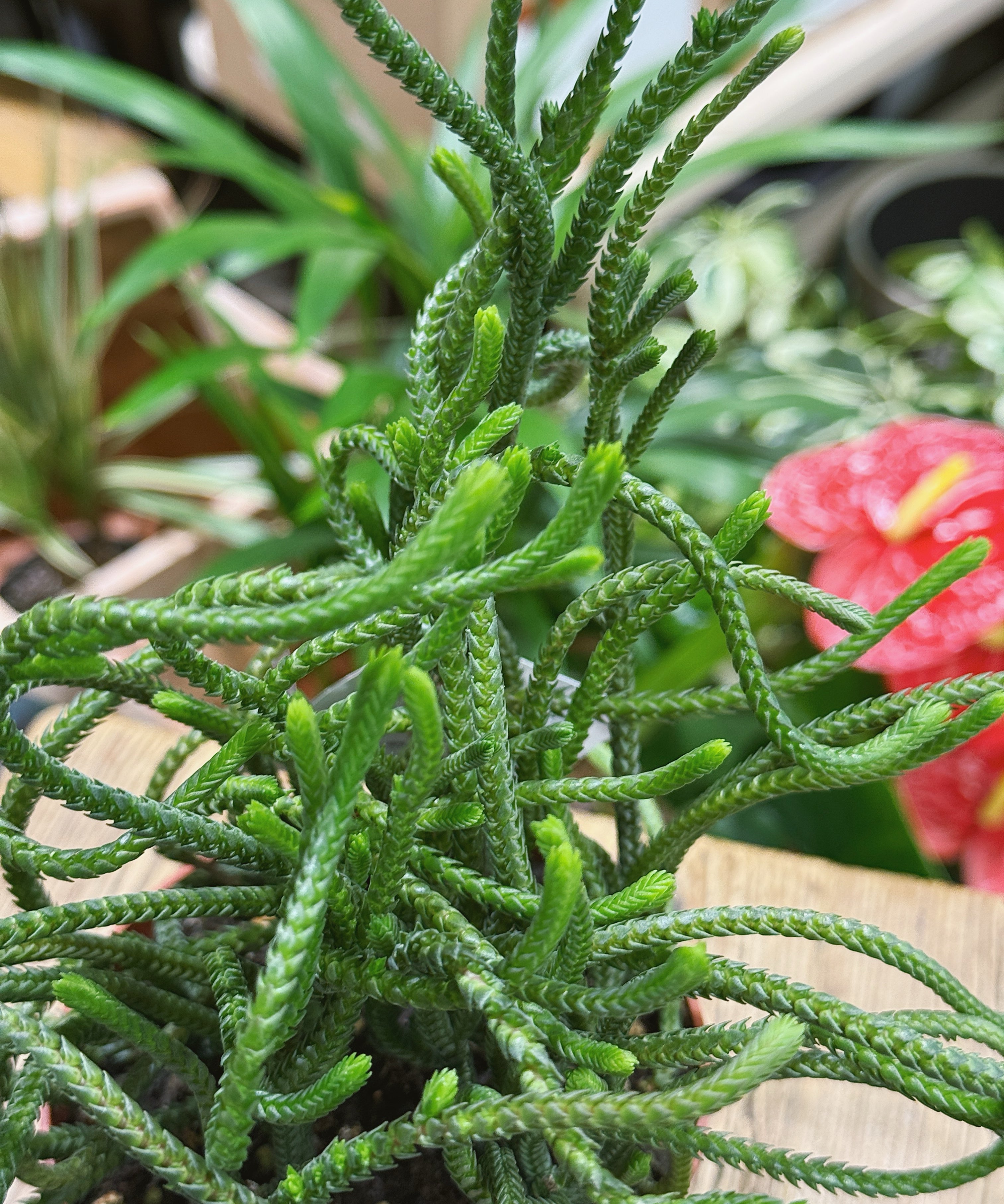 Green crassula muscosa plant in a pot on a wooden surface with blurred background