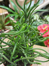 Watch Chain | Crassula muscosa, easy care trailing succulent with stacked moss like foliage