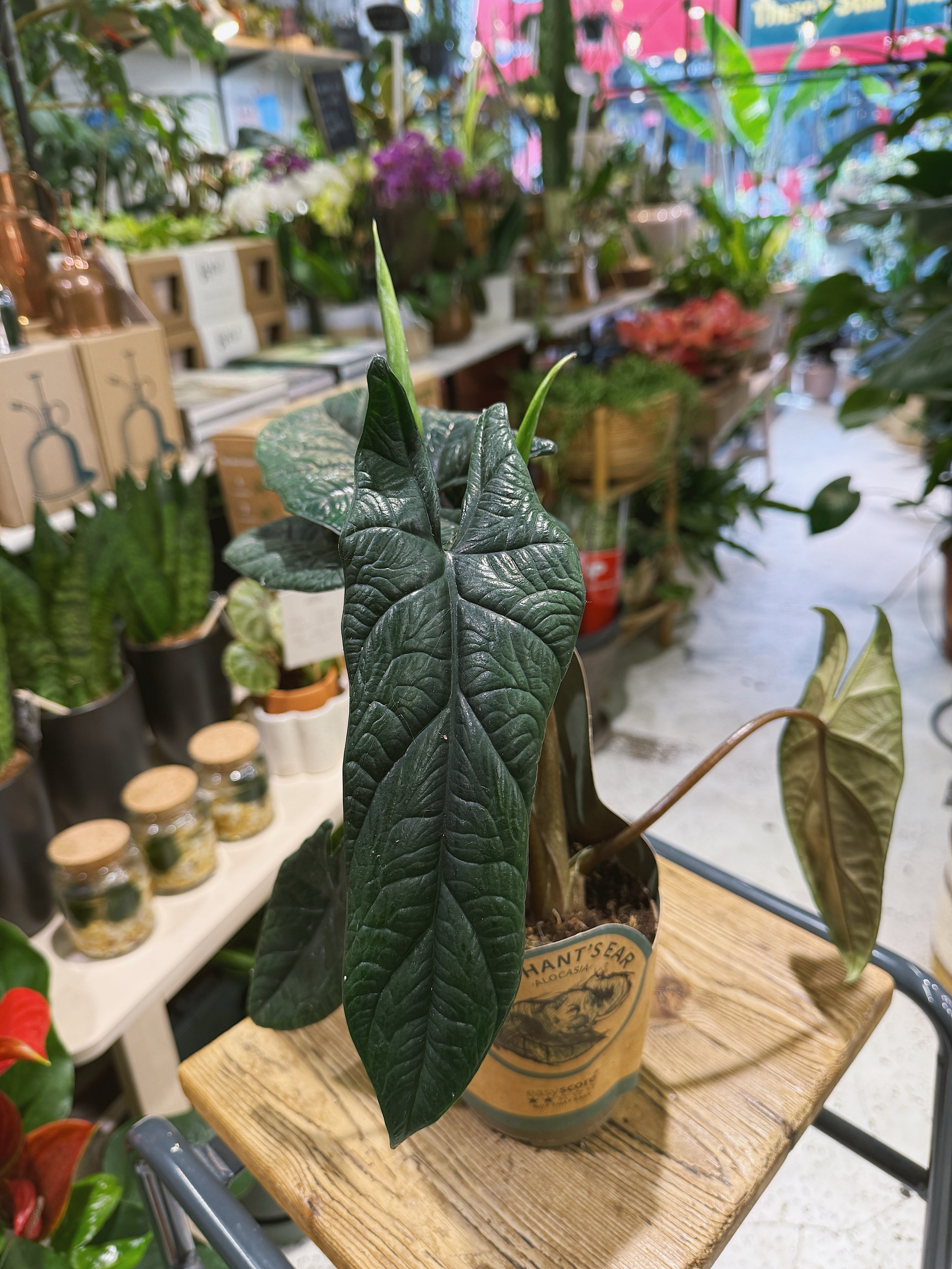 Samar Lance | Alocasia scalprum, sculptural embossed lance shaped leaves