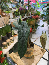 Samar Lance | Alocasia scalprum, sculptural embossed lance shaped leaves