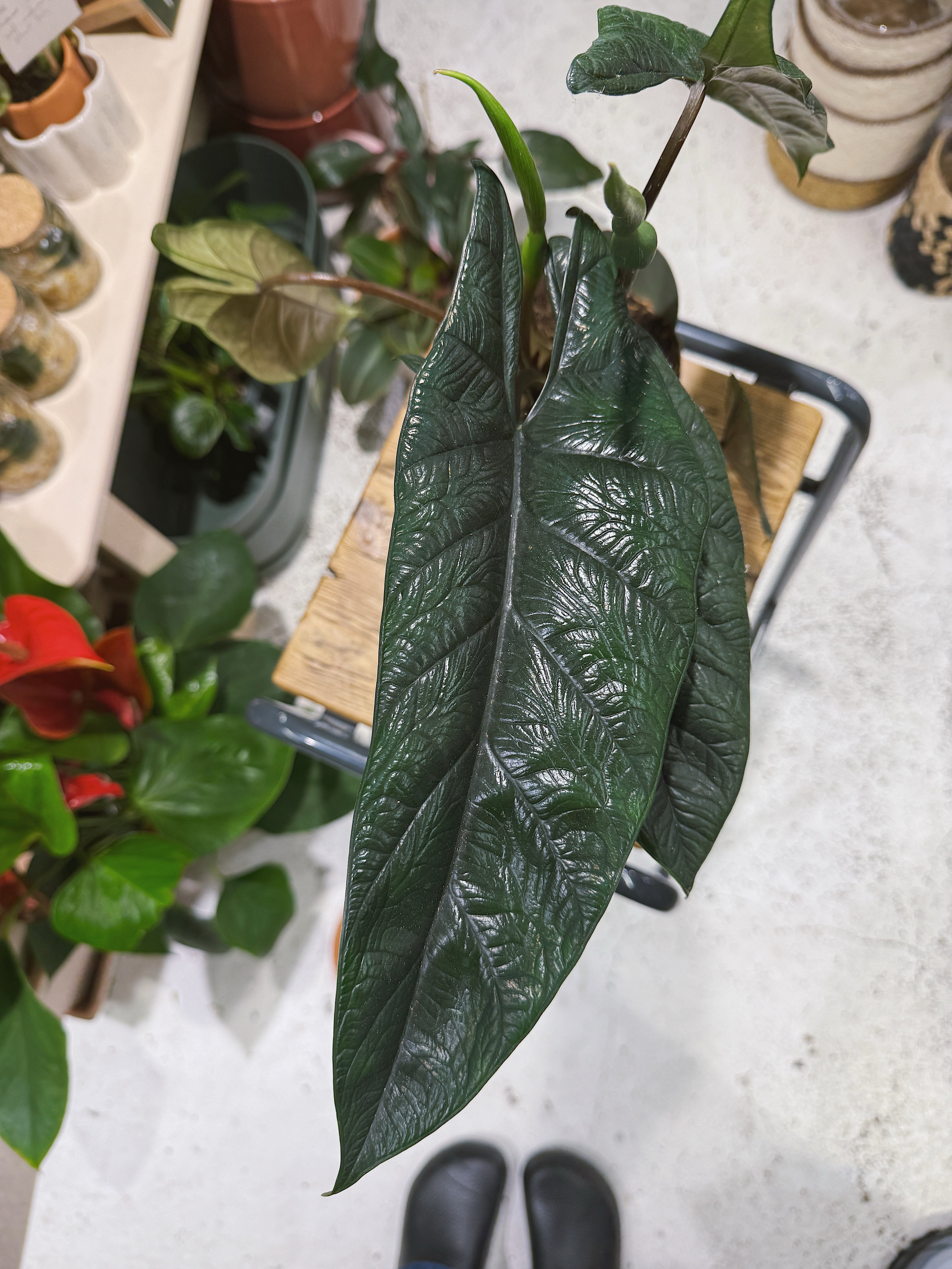 Samar Lance | Alocasia scalprum, sculptural embossed lance shaped leaves