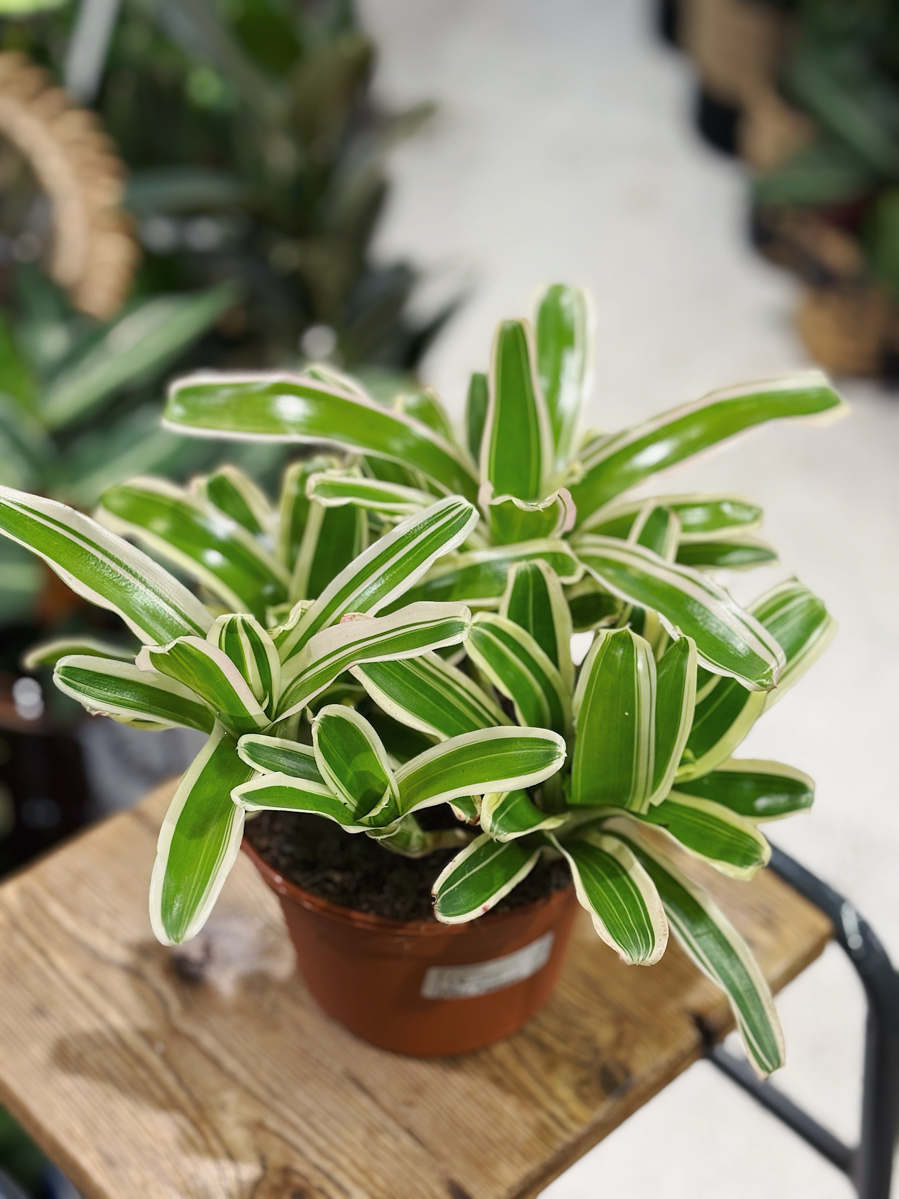 Striped Fireball’ | Nidularium schult Striped Fireball