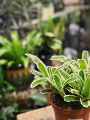 Striped Fireball’ | Nidularium schult Striped Fireball