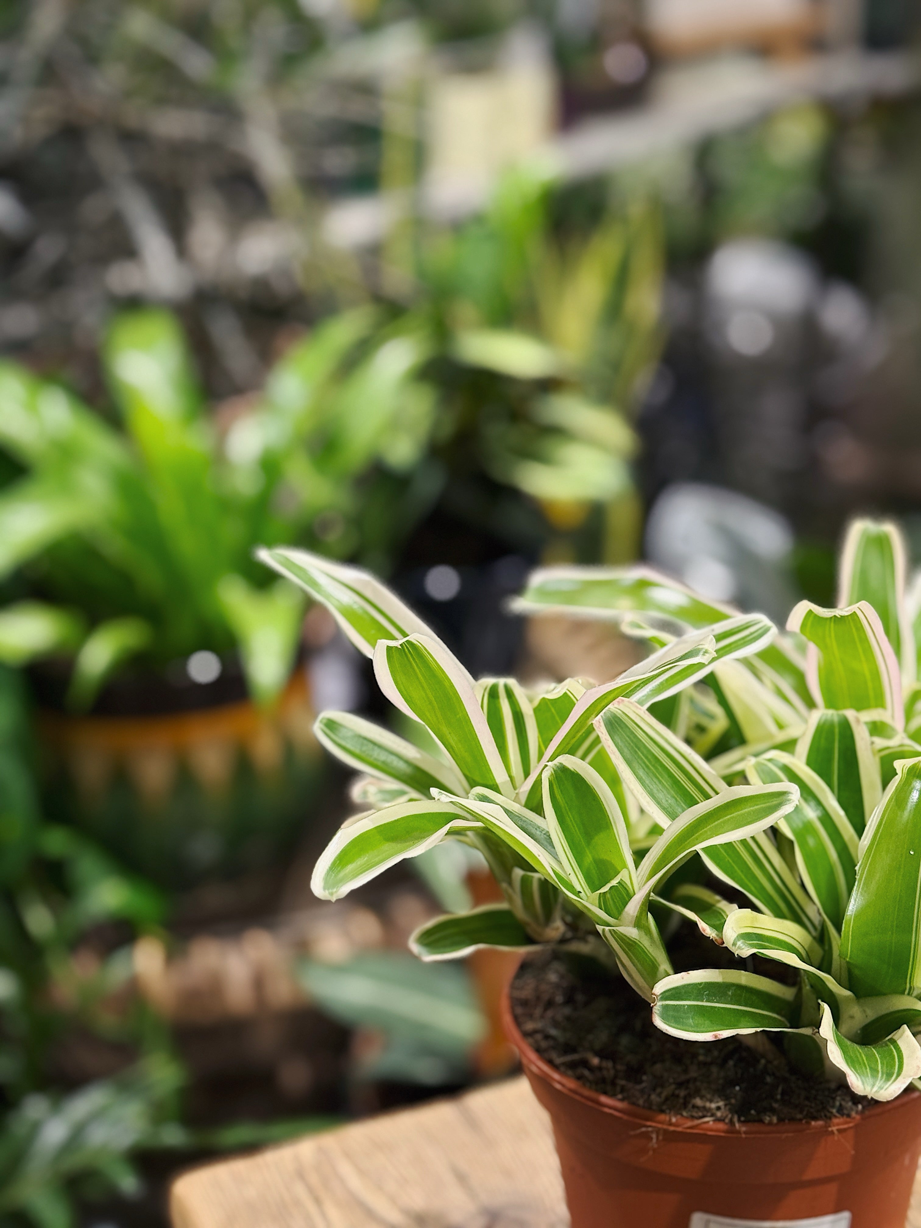 Striped Fireball’ | Nidularium schult Striped Fireball