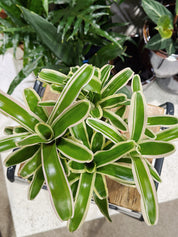 Striped Fireball’ | Nidularium schult Striped Fireball