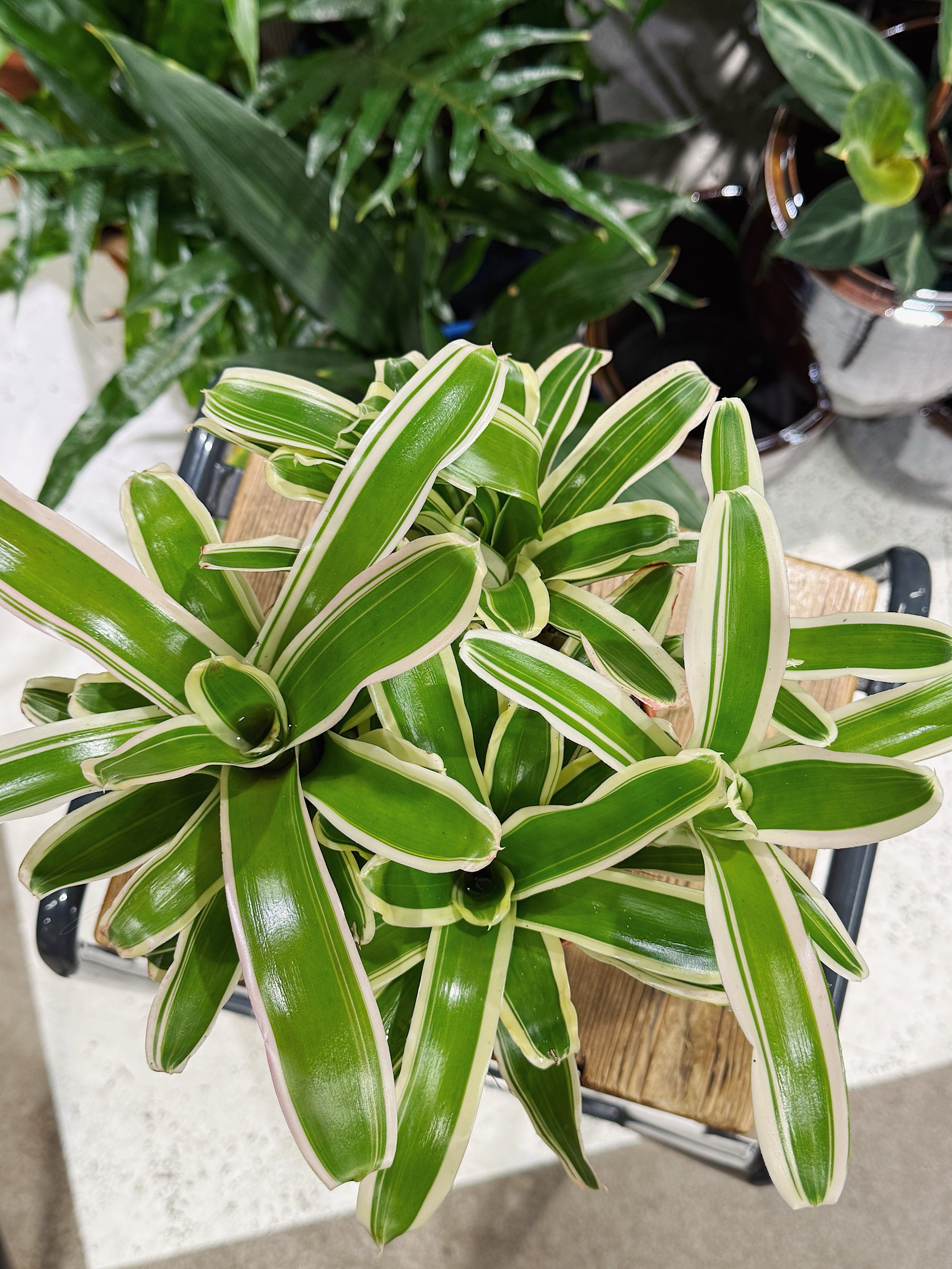 Striped Fireball’ | Nidularium schult Striped Fireball