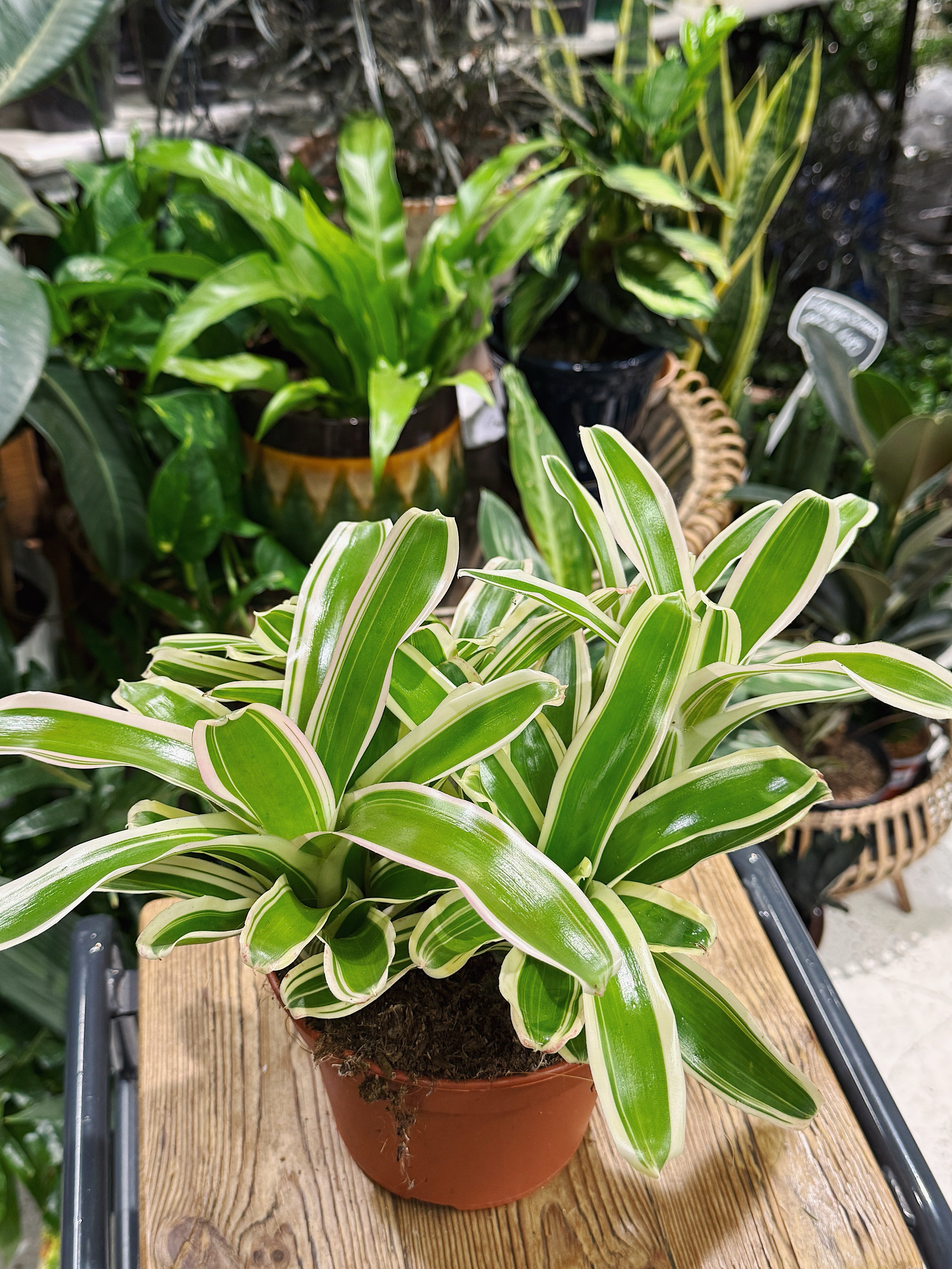 Striped Fireball’ | Nidularium schult Striped Fireball